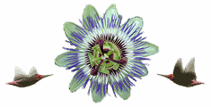 Kolibrievasten