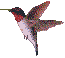 kolibrie